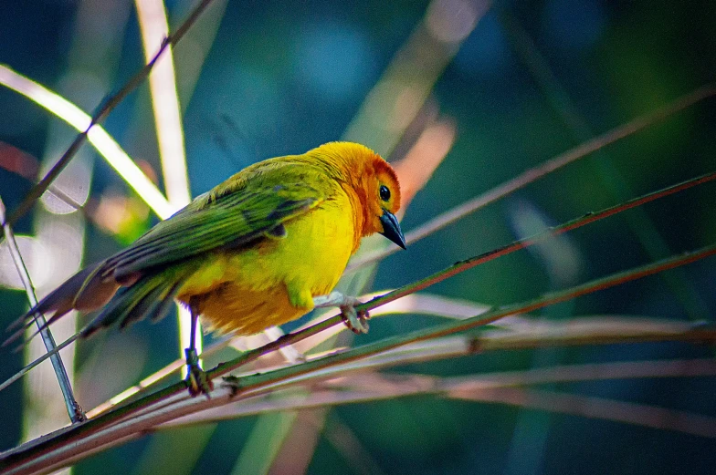 a colorful bird perched on top of a twig