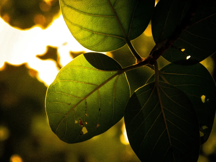 the back side of some leaves of an exotic plant