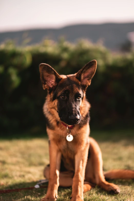 a german shepard dog sitting down in the grass