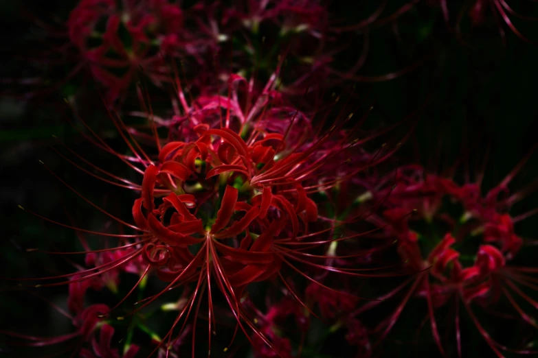 closeup of red flowers with a dark background