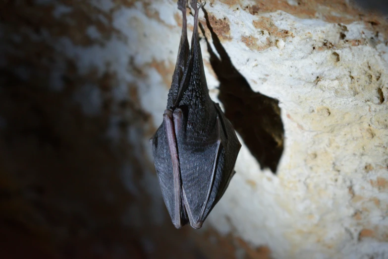 the bat is hanging upside down on the wall