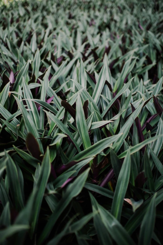 an image of the closeup of some plants