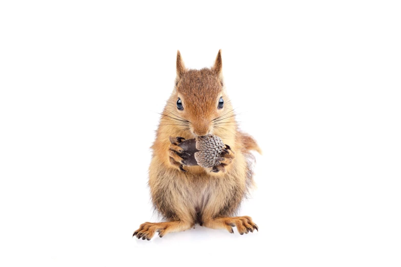 a small squirrel is holding a nut in its mouth