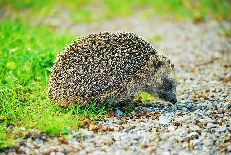 an adult hedgehog walking on a gravel road