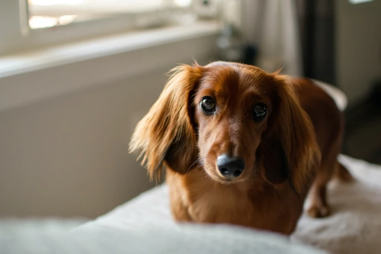 a brown dog sitting on top of a bed in front of a window