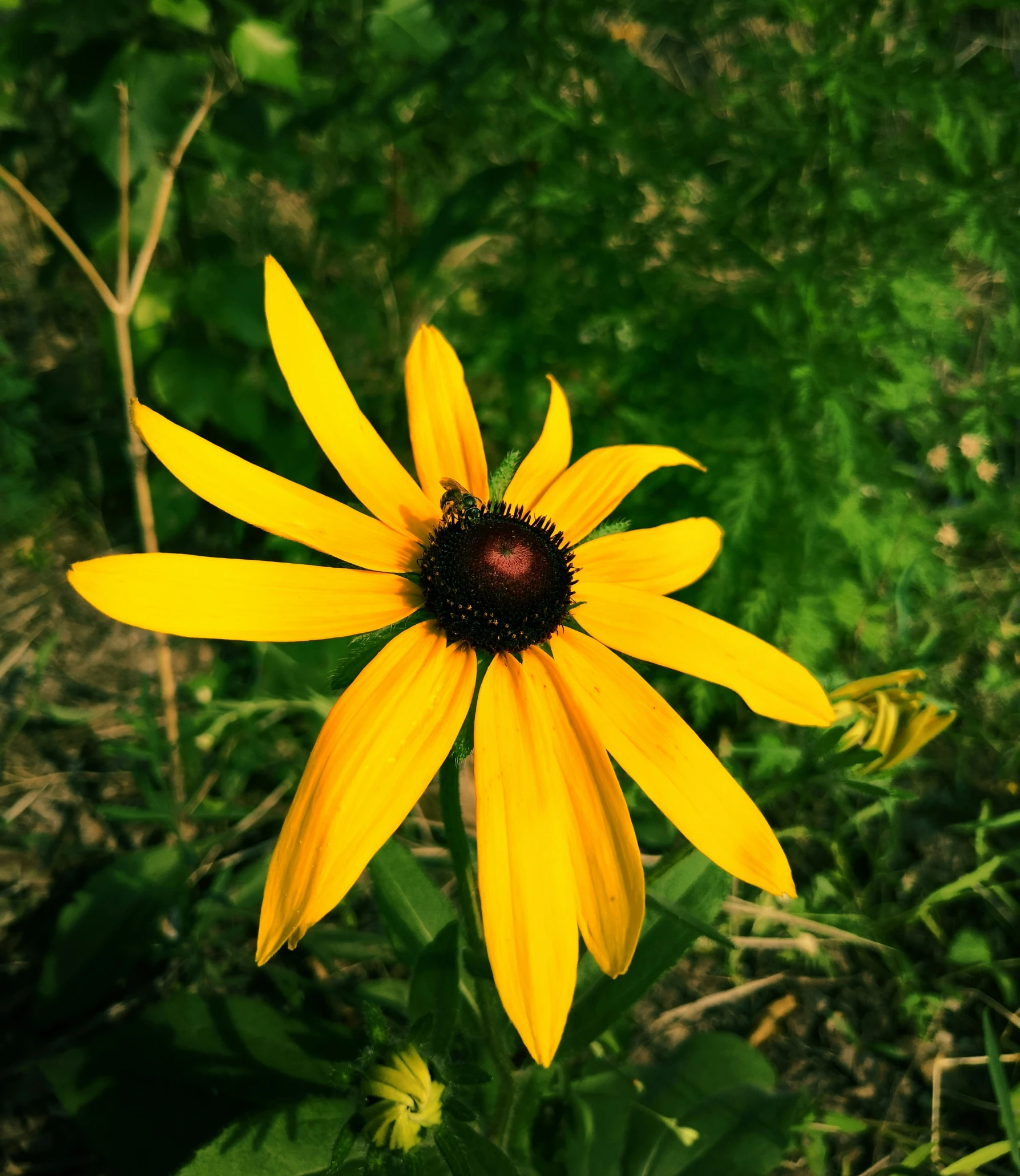 a yellow flower that is standing out in the grass