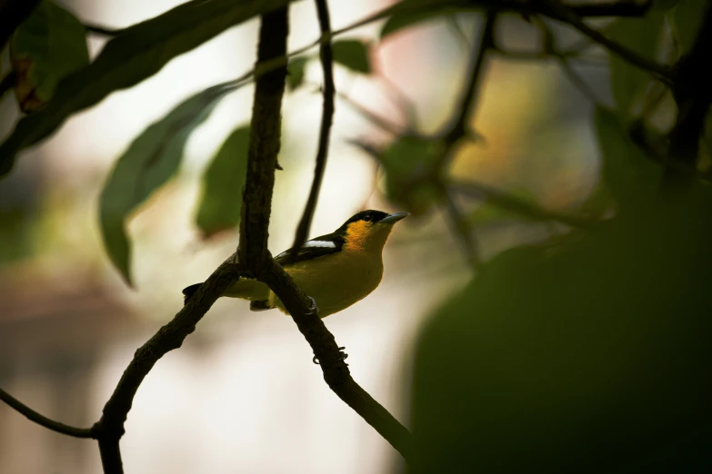 a small bird perched on top of a tree nch