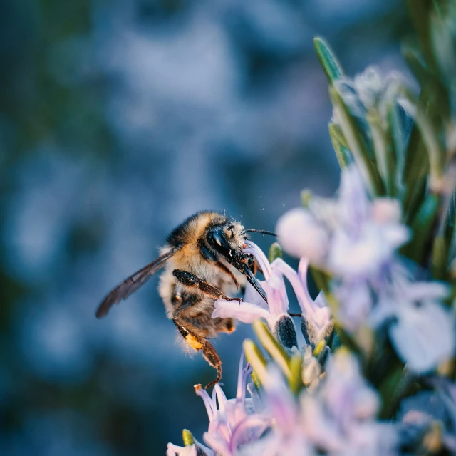 a bee sitting on a flower with it's wings outstretched