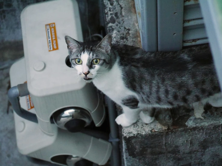 a cat sitting on top of a metal tray