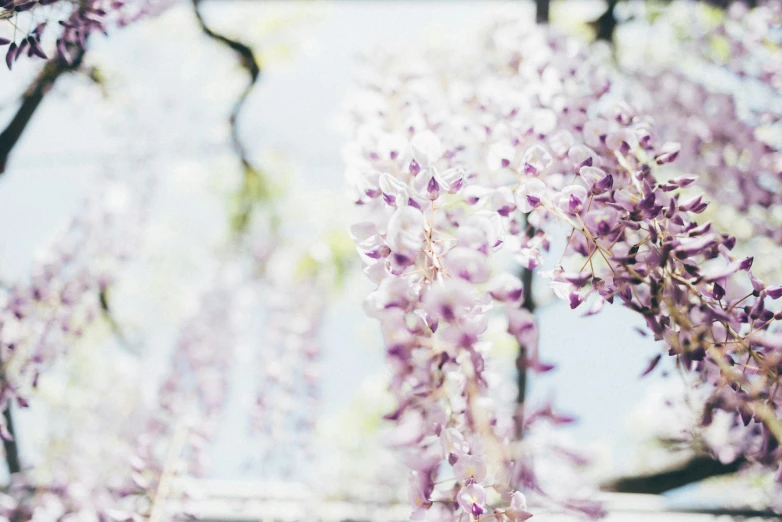 purple flowers hang from nches that are very pretty