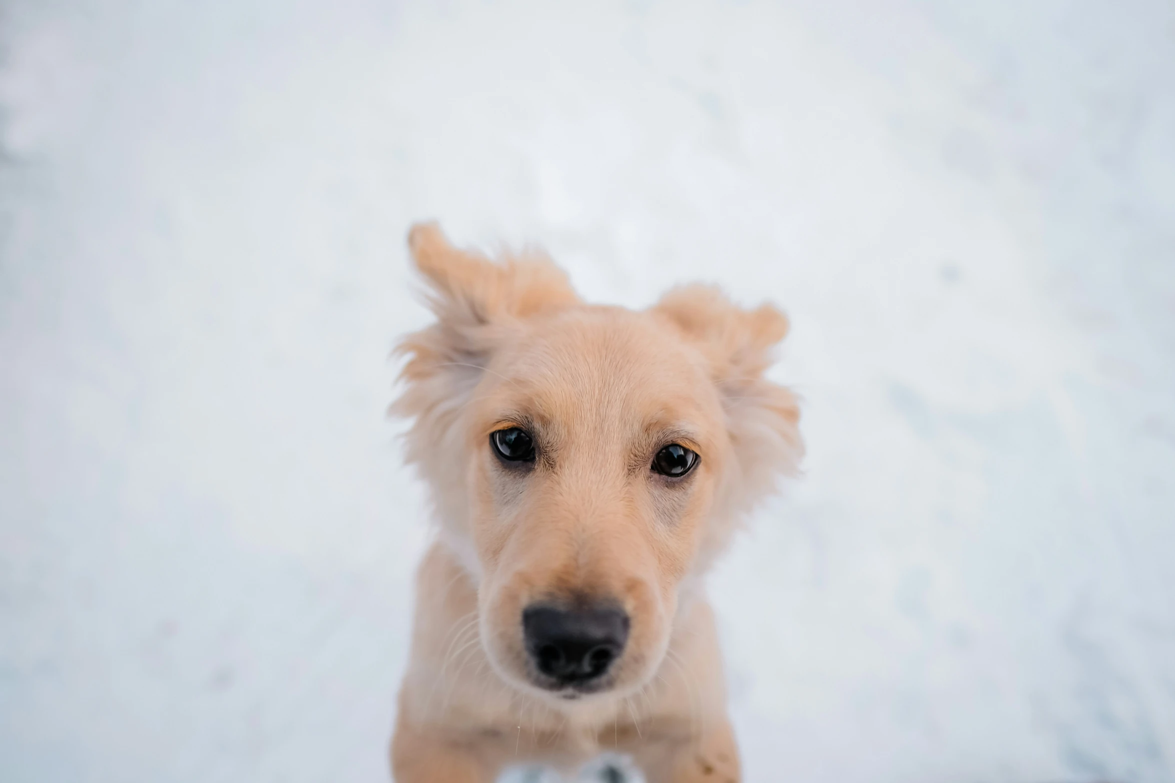 a light colored puppy with white fur standing in snow