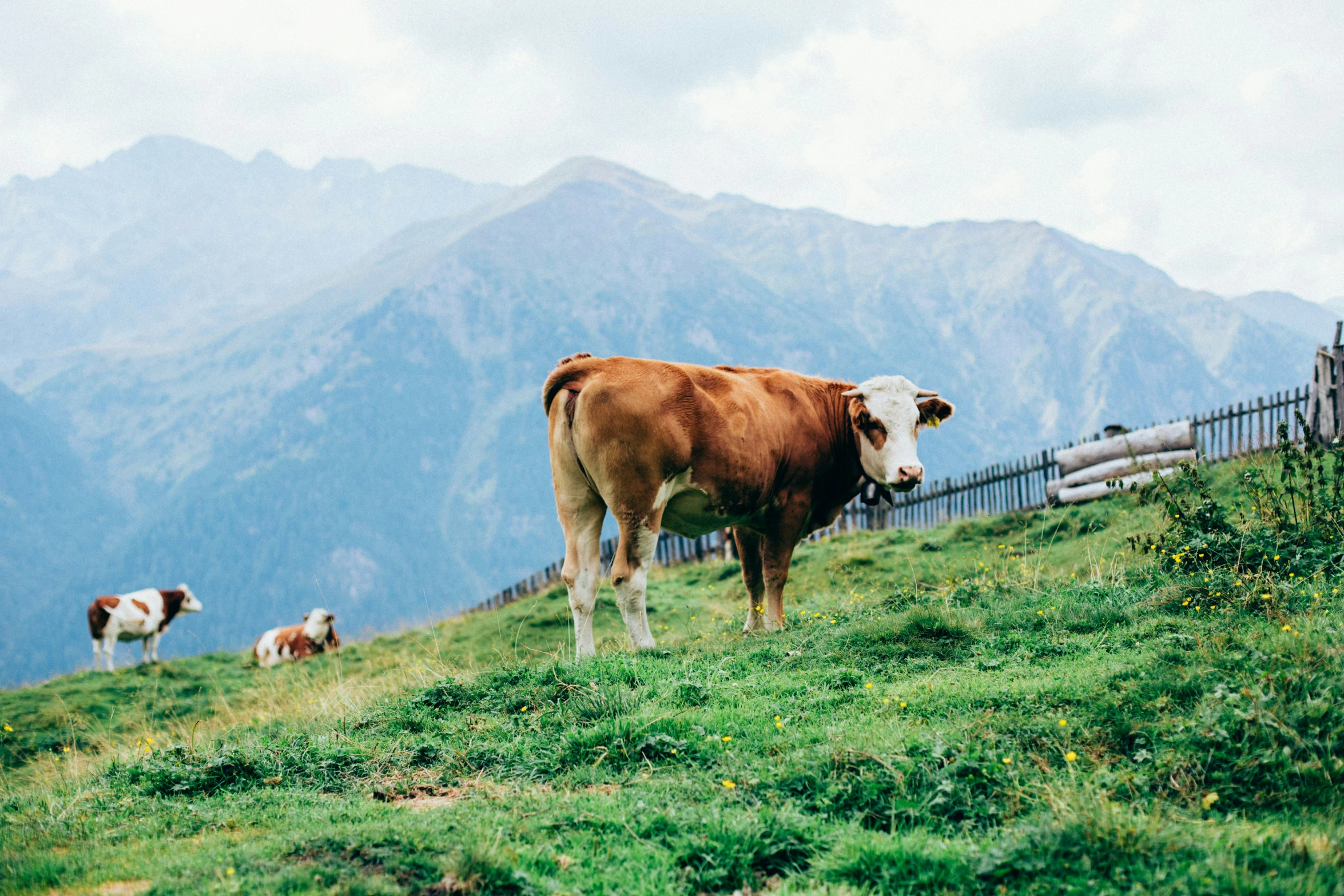 cows grazing on grass in the mountains