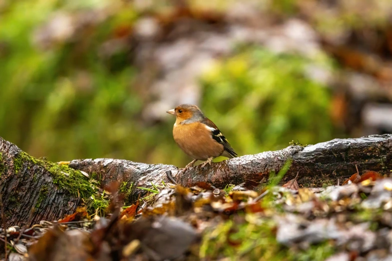 small bird perched on the bark of a large log