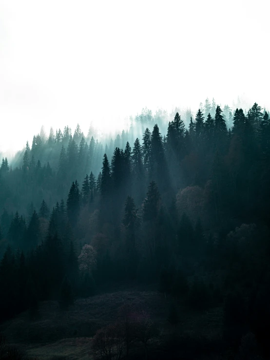 a misty day at the woods with a very dense sky