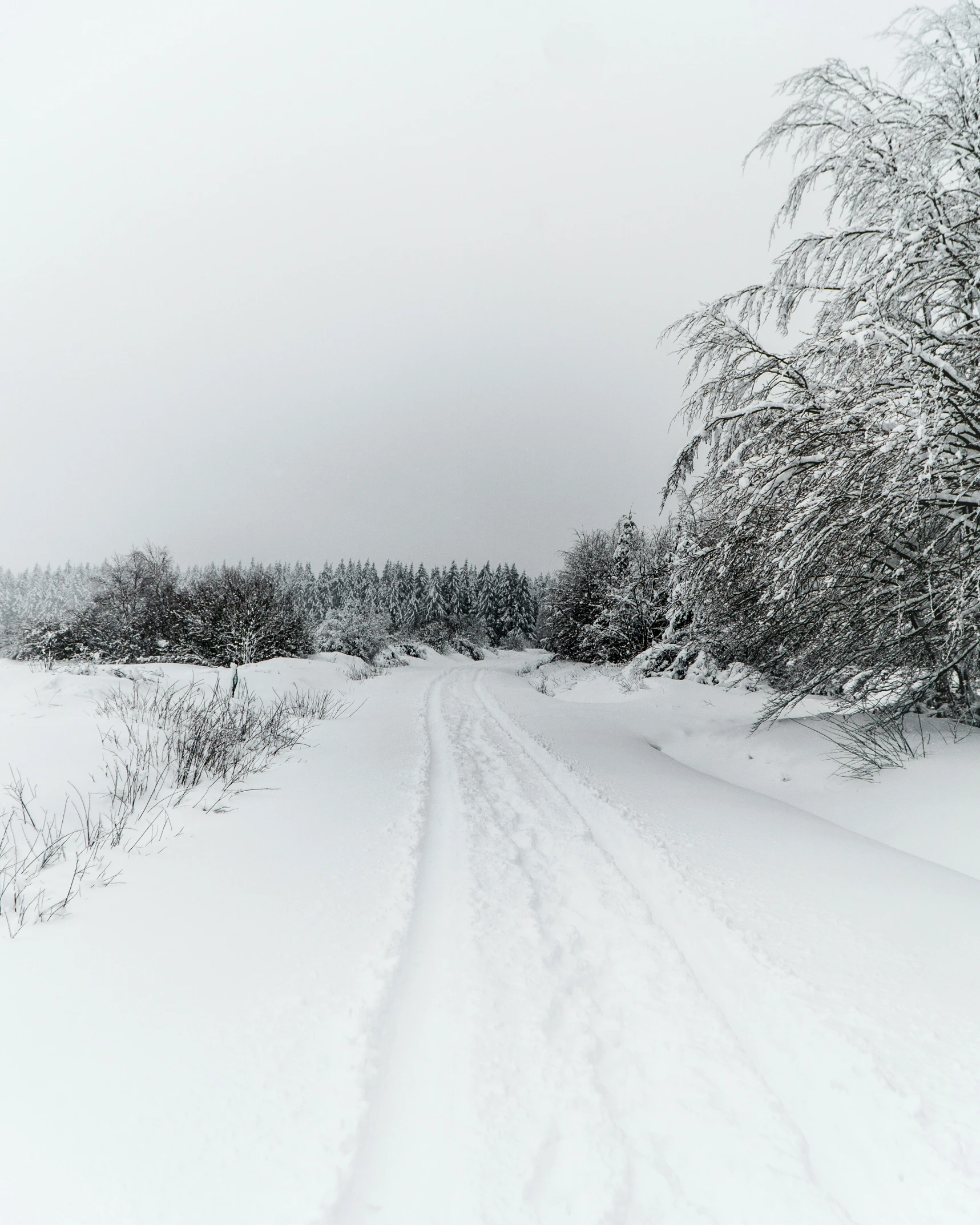 a road covered in snow and surrounded by trees