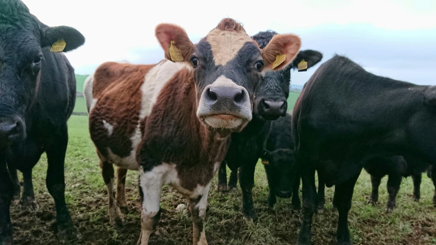 several cows are standing next to each other in a pasture