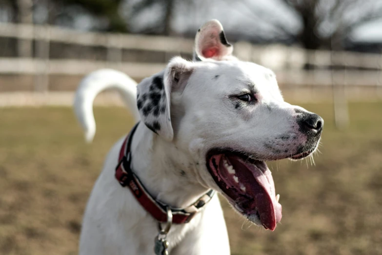 a dog with its tongue out standing in the yard