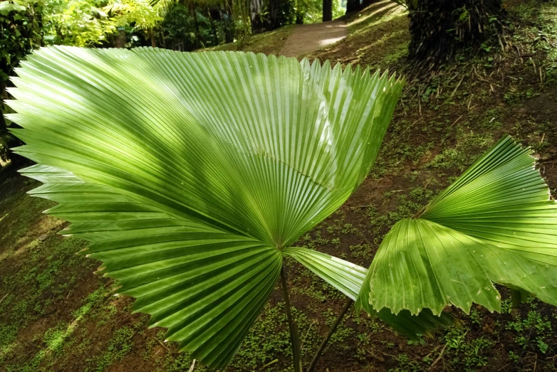 a close up of a large leaf on the ground