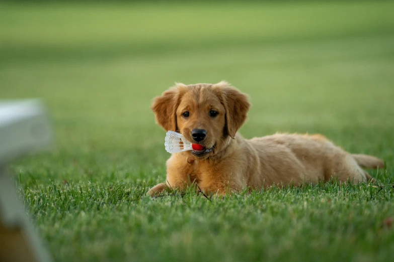 a puppy laying in the grass with his toy in his mouth