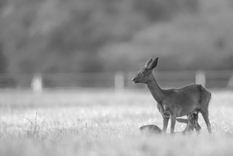 a couple of deer are standing in some tall grass