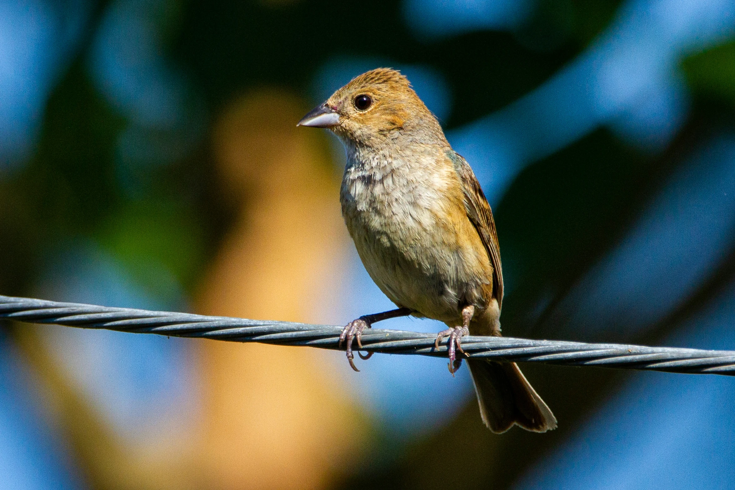 a little bird sitting on top of an electrical wire