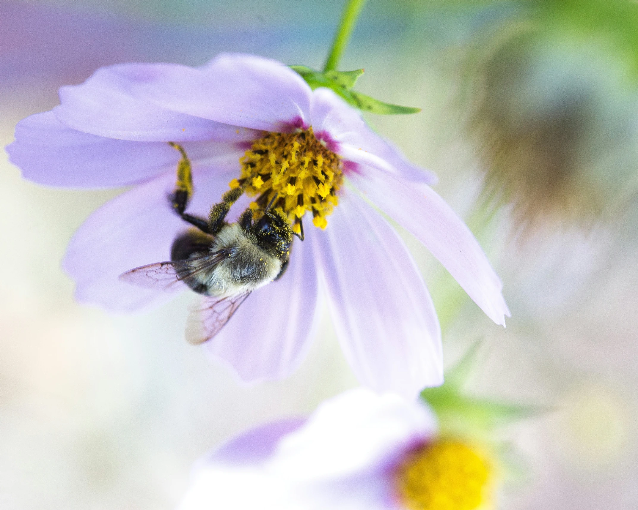 a bee on a pink flower, with a blurry background