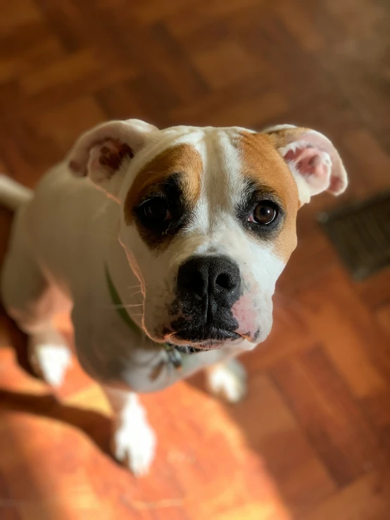 the dog is looking straight up at the camera