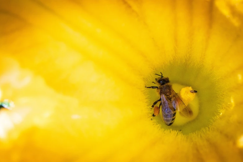 a bug that is sitting on the side of a banana