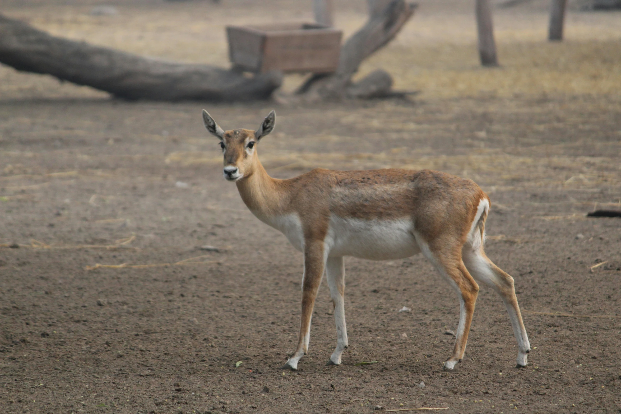 an antelope is standing in a field