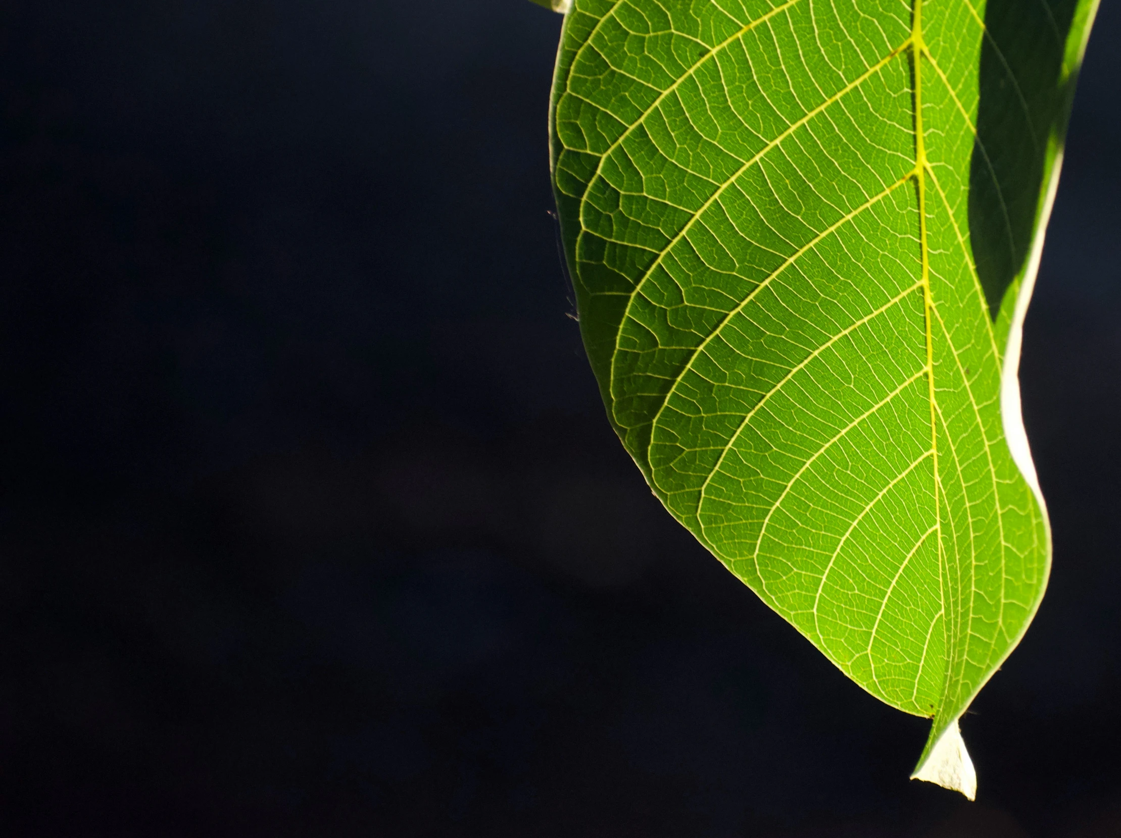 large green leaf with shadow on it, taken from below