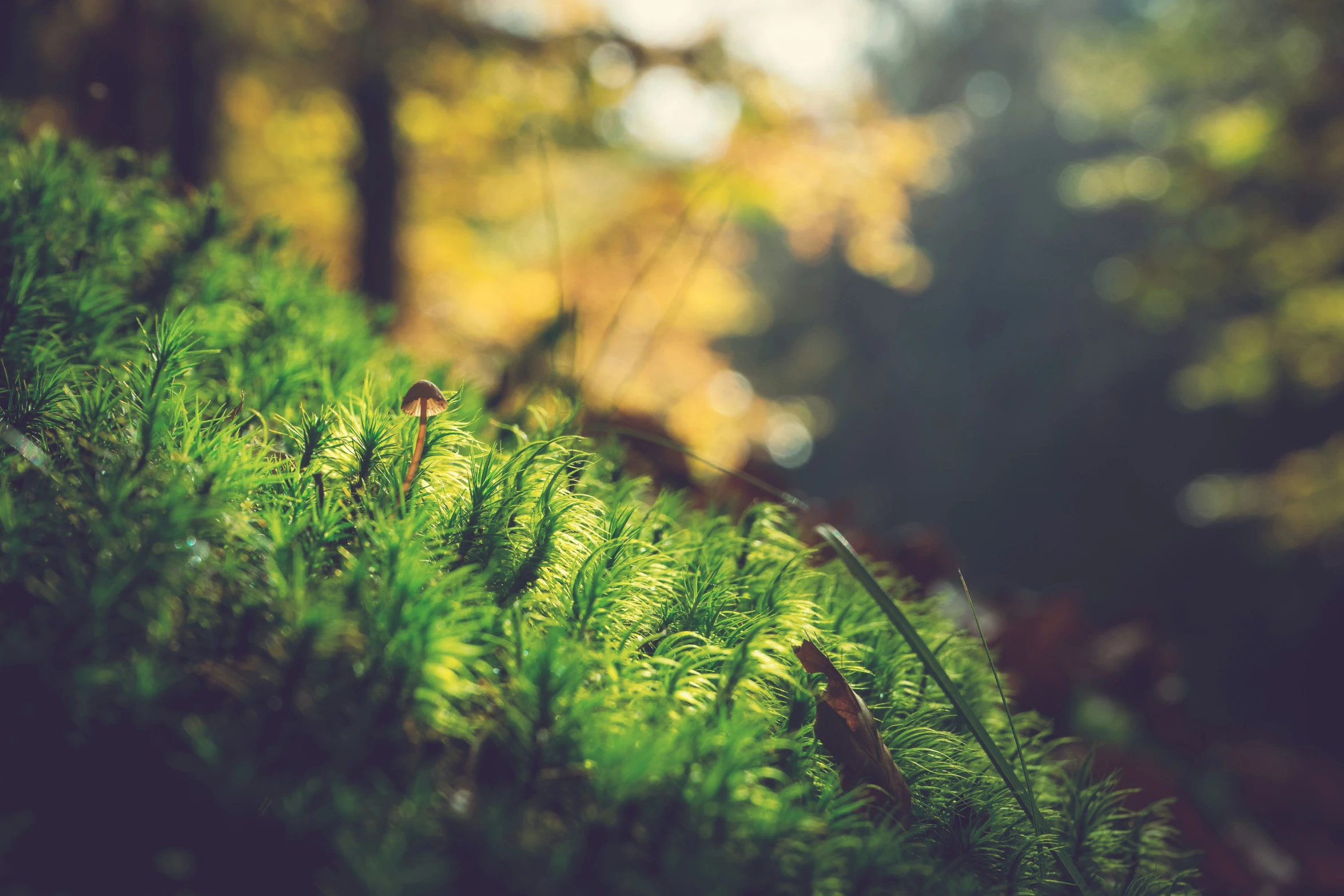 a lush green forest with small brown plants