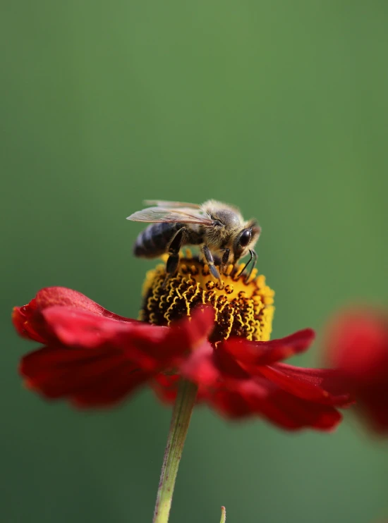 the bee is on the flower, looking at the camera