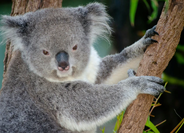 a close up of a koala on a tree
