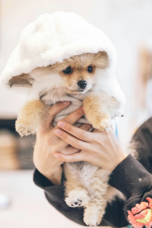 someone is holding a small brown dog wearing a hood