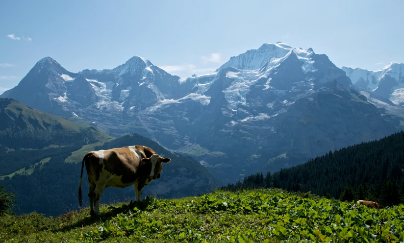 a cow is sitting in the grass overlooking mountains