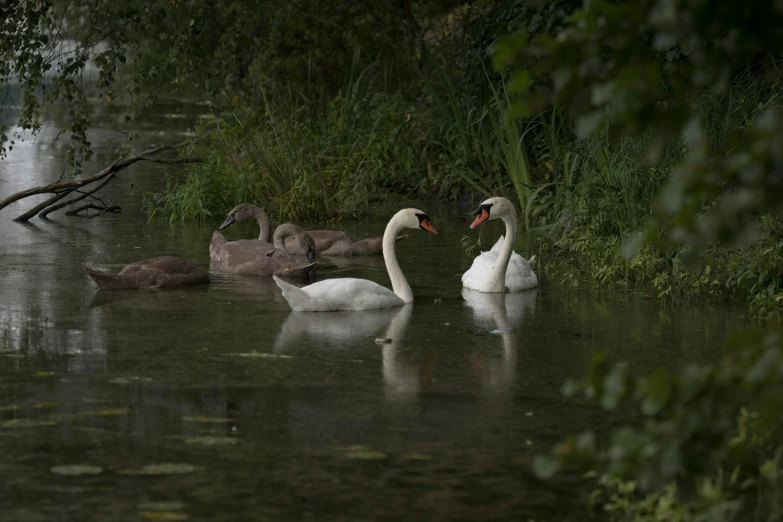 swans on a pond with their young
