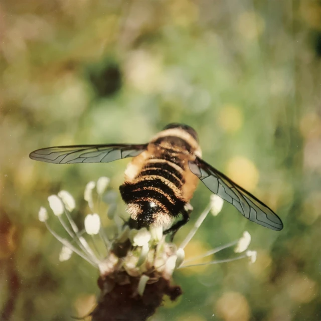 a brown and black insect on top of a flower