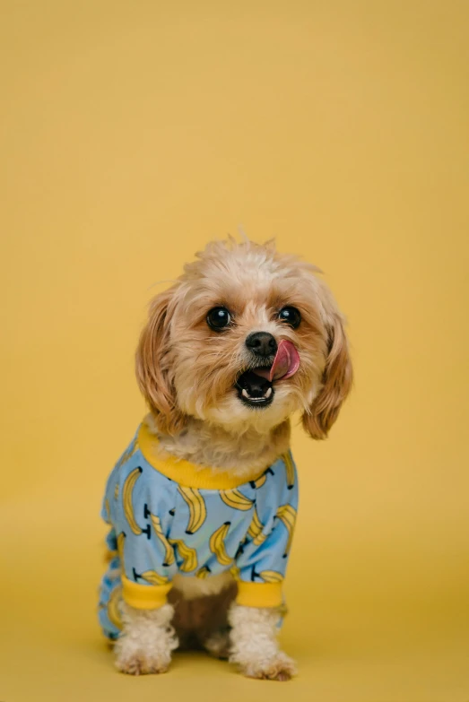 a cute little dog is sitting up against a yellow background