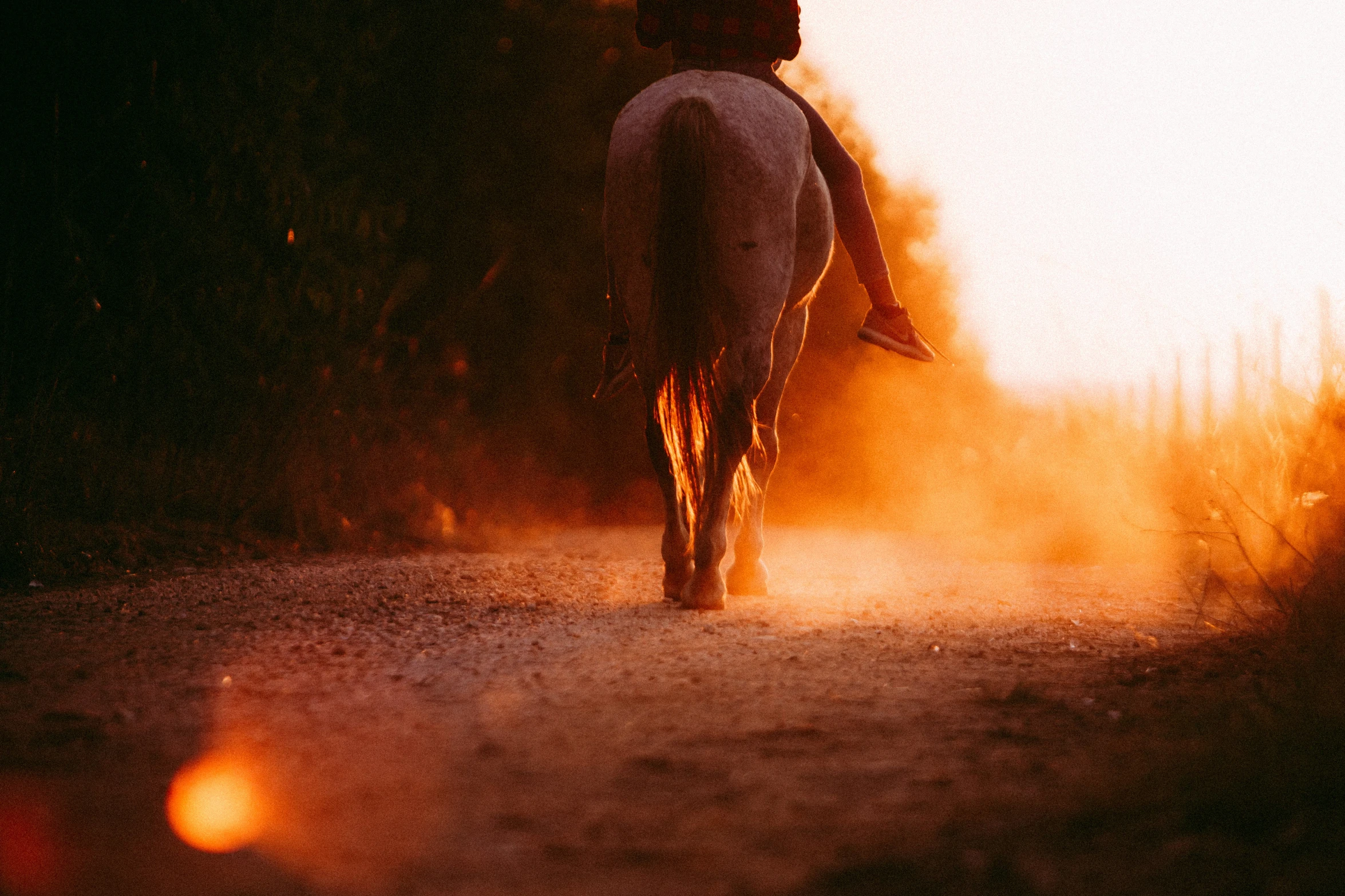 the horses has stopped on the road to have their image taken