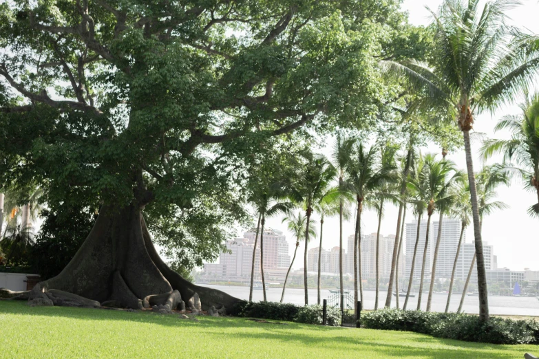 this is a beautiful tree in a park