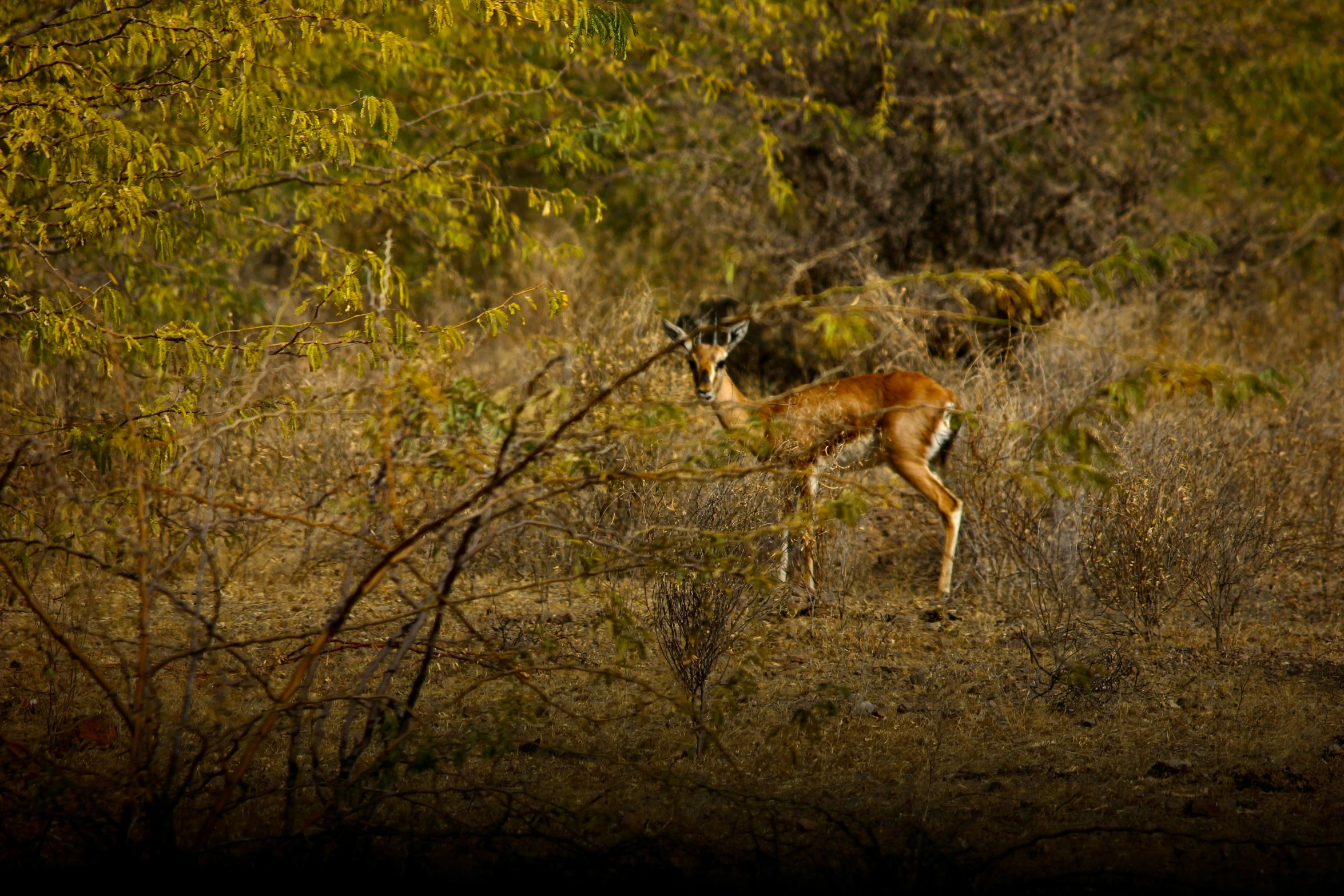 a deer standing in a forest next to a tree