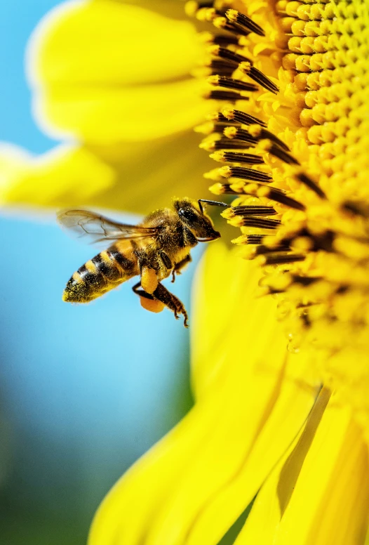 a bee flying over a sunflower in a field