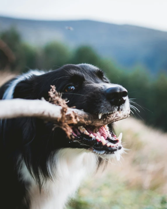 dog chewing on a stick with mountains in the background