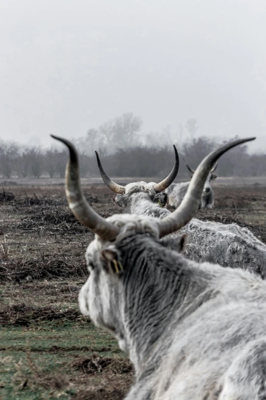 four large bulls with long horns standing in a field