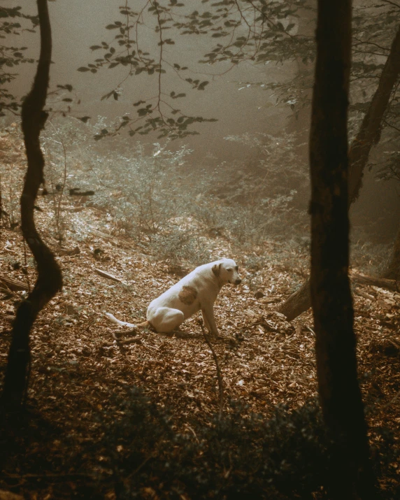 a white dog is running around a wooded area