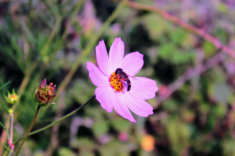 a bee sitting on top of a flower