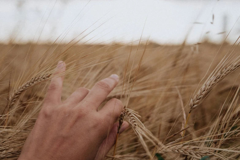 a hand touching a crop in the middle of a field