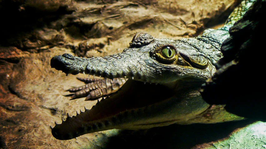 a large crocodile is seen looking out the side