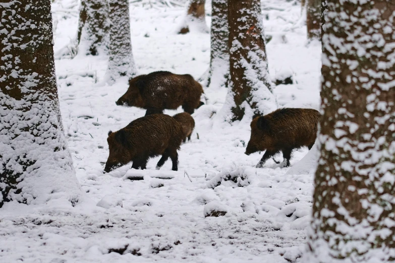 the three bears are walking through the snowy woods