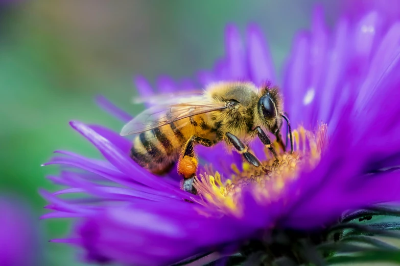 a bee on purple flower in the middle of the day